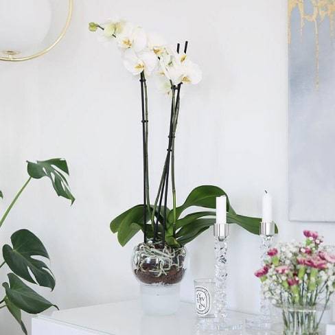 Self-Watering Orchid Pot Self-Watering Orchid Pot