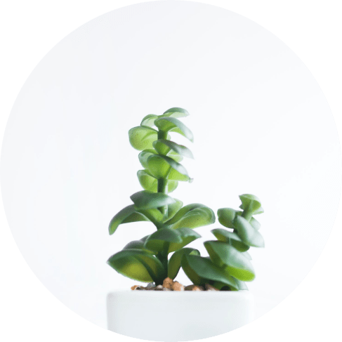 Round White Ceramic Planter Round White Ceramic Planter