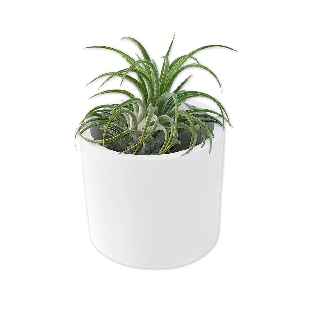 <h1>Round White Ceramic Planter</h1> Round White Ceramic Planter