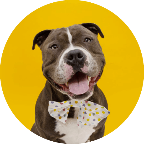 4-Piece Dog Birthday Kit