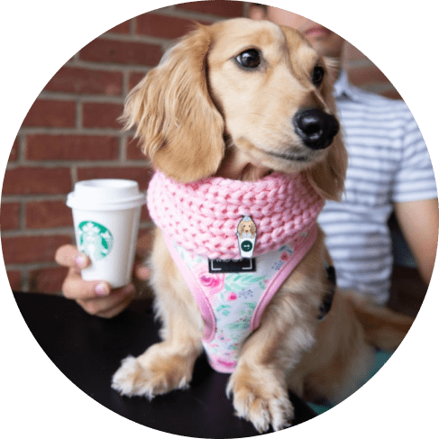 Dog Infinity Scarf - Pink Dog Infinity Scarf - Pink