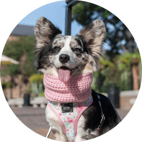 Dog Infinity Scarf - Pink Dog Infinity Scarf - Pink
