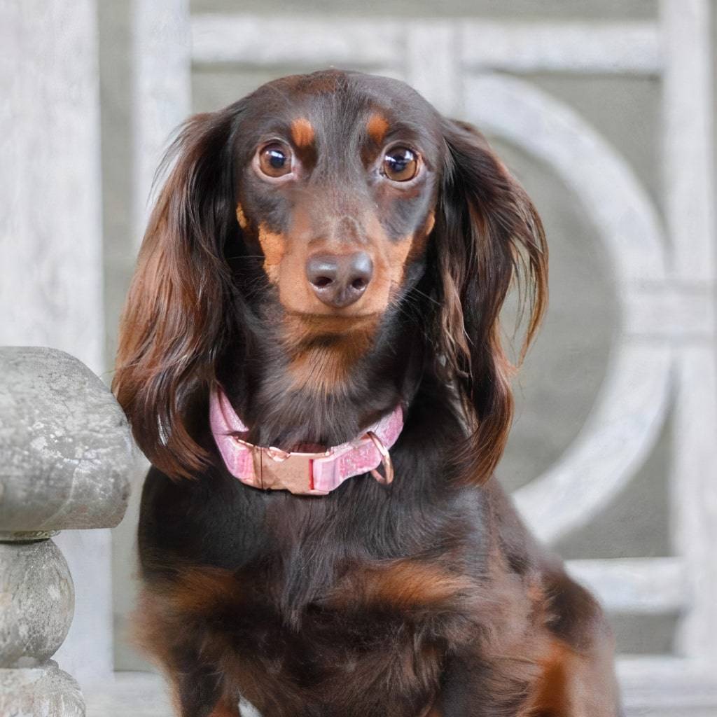 <h1>Dolce Rose’ Dog Collar</h1> Dolce Rose' Dog Collar