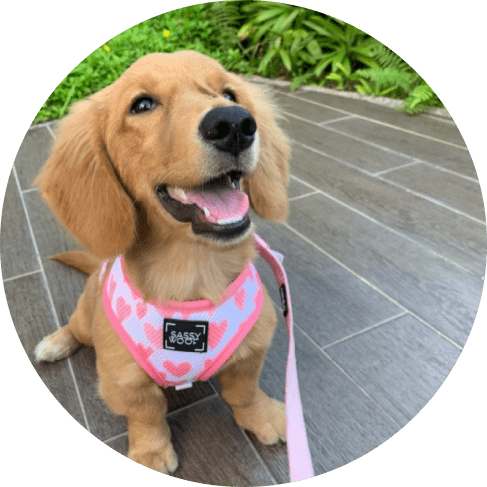 Dolce Rose' Dog Fabric Leash