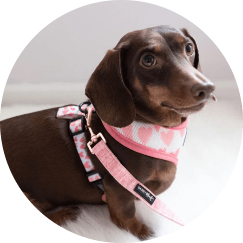 Dolce Rose' Dog Fabric Leash