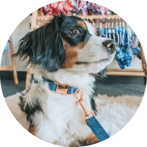 Denim' Dog Collar Denim' Dog Collar