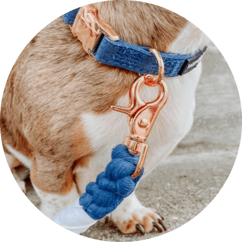 Denim' Dog Collar Denim' Dog Collar