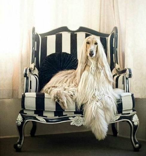 Black and White Nylon Ribbon Collar