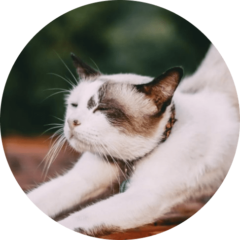 Southwestern Wonder Nylon Ribbon Collar