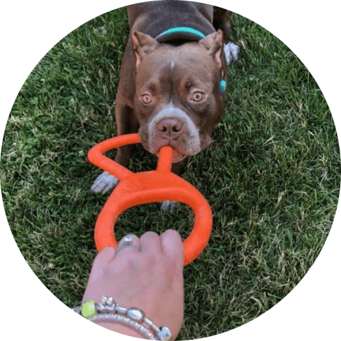 Tug O' War Toy Tug O' War Toy