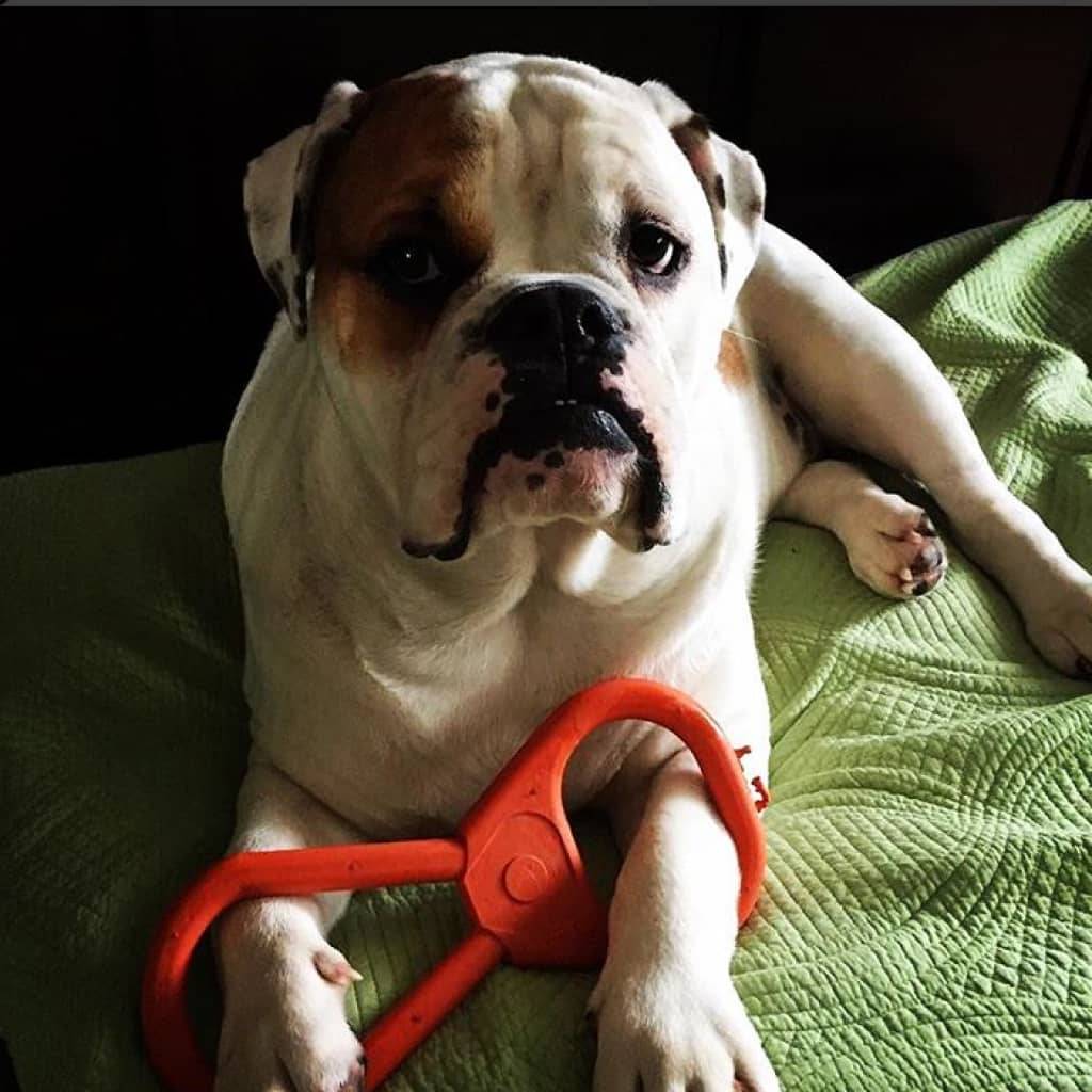 <h1>Tug O’ War Toy</h1> Tug O' War Toy