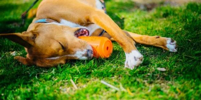 Tug O' War Toy Tug O' War Toy