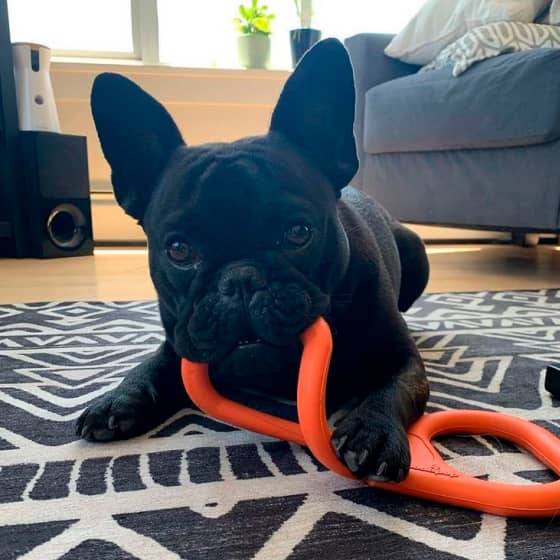 Tug O' War Toy Tug O' War Toy