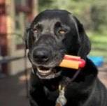 Nylon Hot Dog Chew Toy Nylon Hot Dog Chew Toy