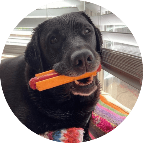 Nylon Hot Dog Chew Toy Nylon Hot Dog Chew Toy