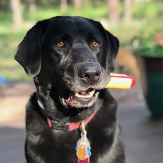 Nylon Hot Dog Chew Toy Nylon Hot Dog Chew Toy