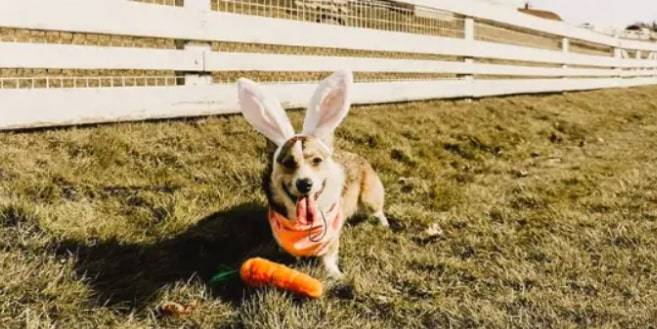 White Bunny Sugar Cookie Dog Toy White Bunny Sugar Cookie Dog Toy