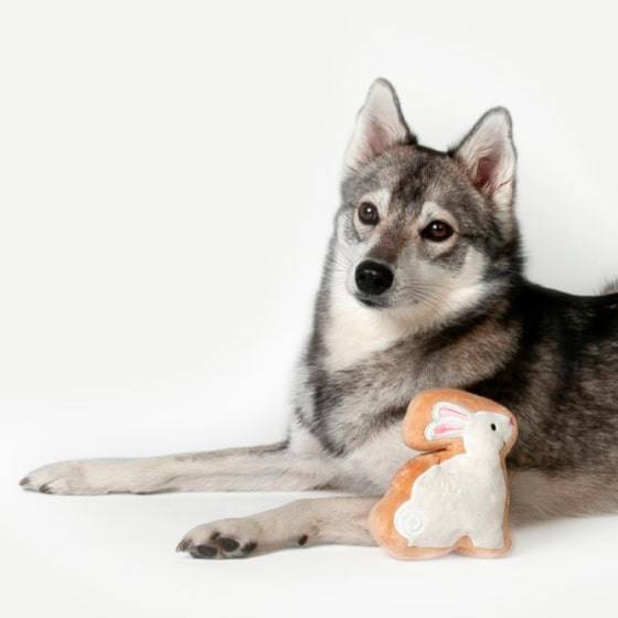 White Bunny Sugar Cookie Dog Toy White Bunny Sugar Cookie Dog Toy