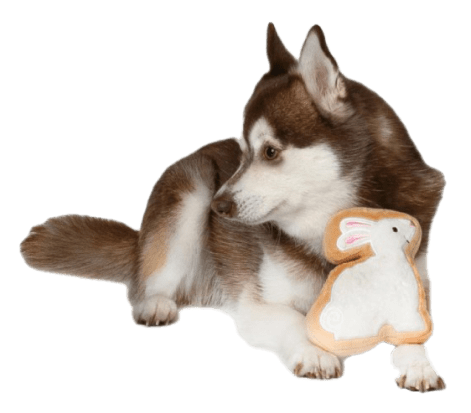 White Bunny Sugar Cookie Dog Toy White Bunny Sugar Cookie Dog Toy