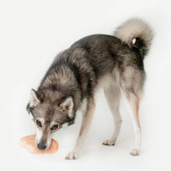 White Bunny Sugar Cookie Dog Toy White Bunny Sugar Cookie Dog Toy