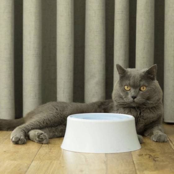 Anti-Splash Water Dispenser for Pets