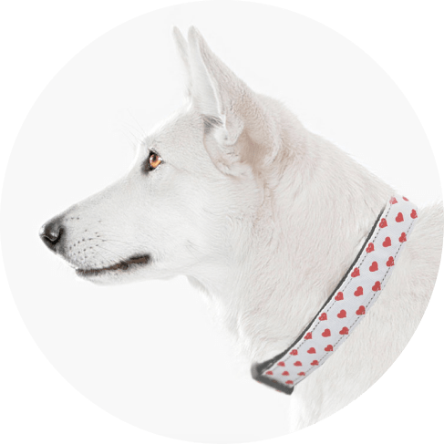 White and Red Dotty Hearts Collar