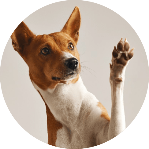 2-In-1 Cleaning Glove And Paw Cleaner 2-In-1 Cleaning Glove And Paw Cleaner