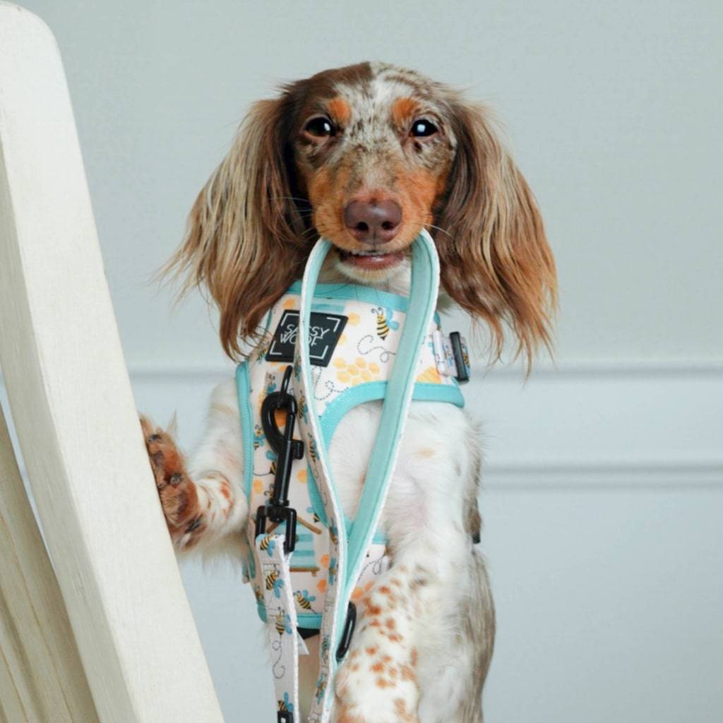 <h1>Bee Sassy’ Dog Fabric Leash Pets</h1> Bee Sassy' Dog Fabric Leash Pets