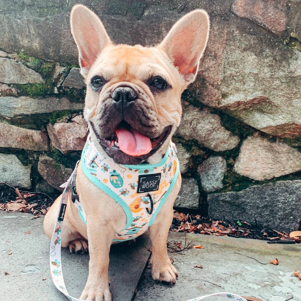 <h1>Bee Sassy’ Dog Waste Bag Holder Pets</h1> Bee Sassy' Dog Waste Bag Holder Pets