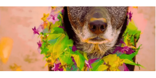 Black Houndstooth Nylon Ribbon Collar