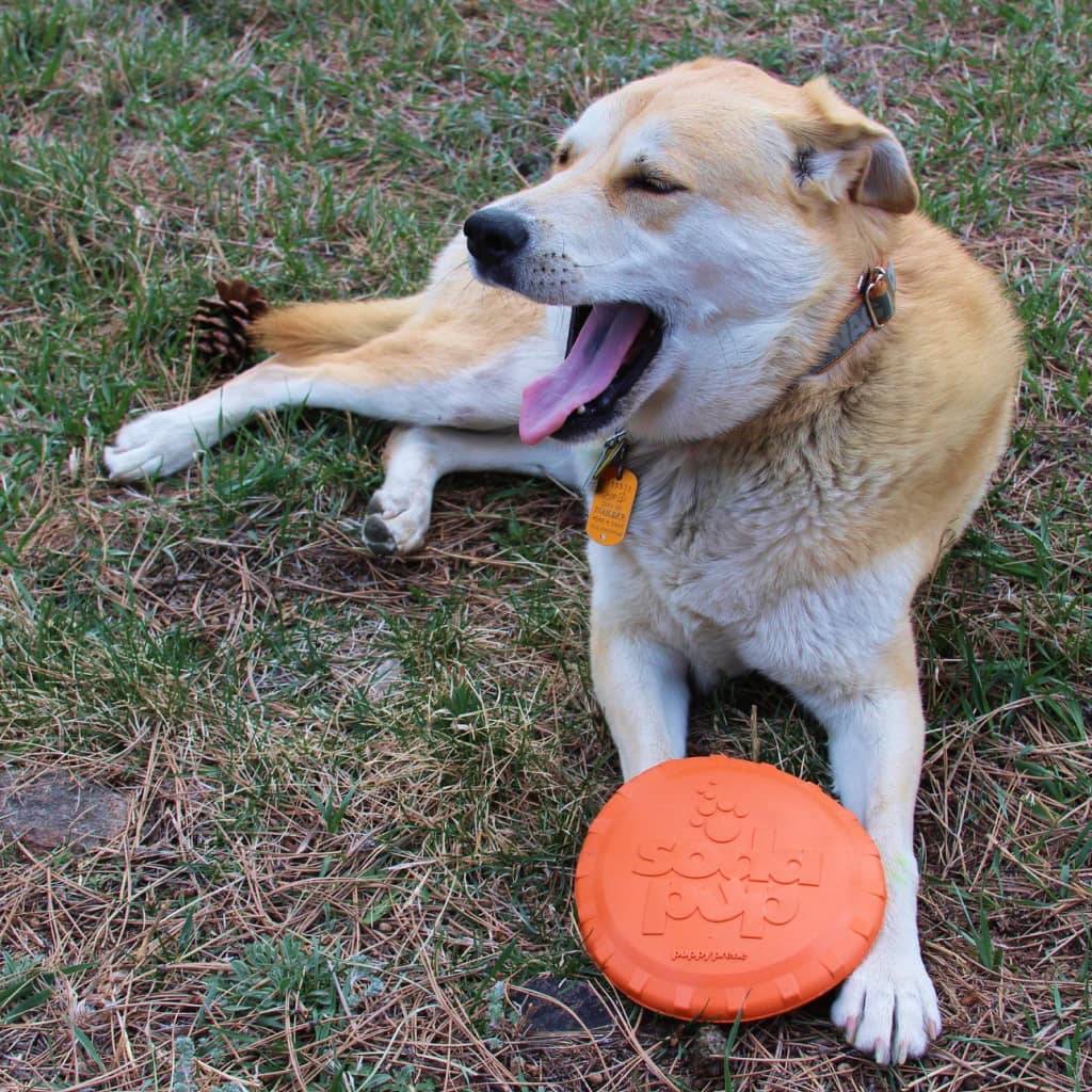 <h1>Bottle Top Flyer Toy Pets</h1> Bottle Top Flyer Toy Pets