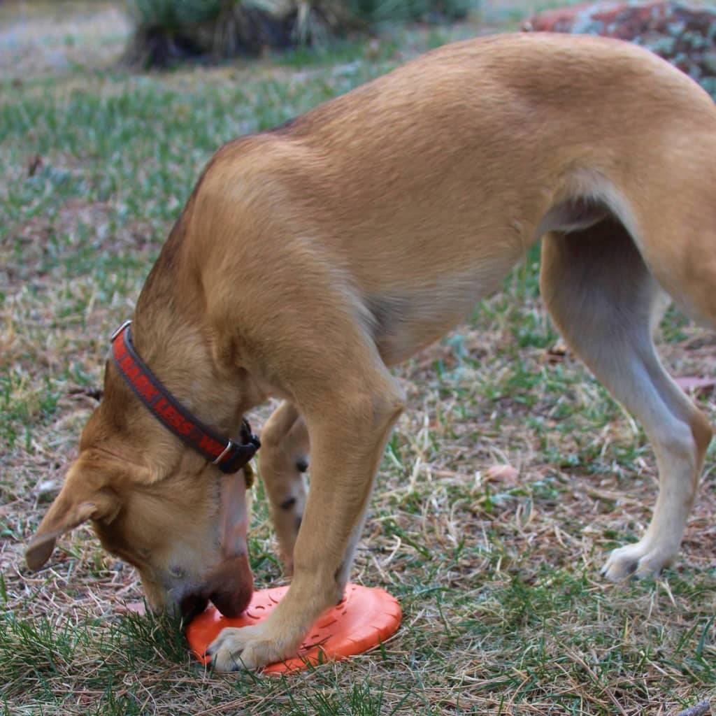 <h1>Bottle Top Flyer Toy Pets</h1> Bottle Top Flyer Toy Pets
