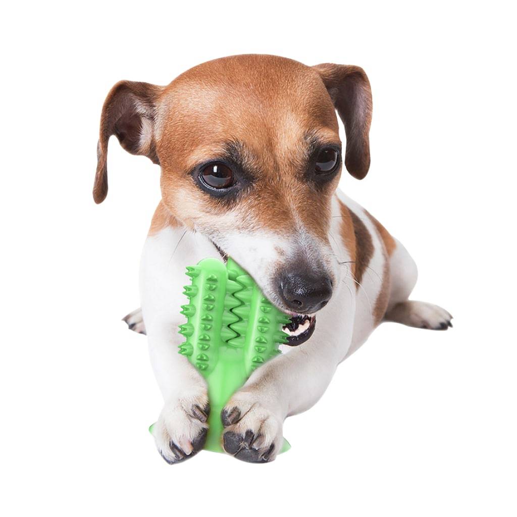 <h1>Cactus Dog Toothbrush Pets</h1> Cactus Dog Toothbrush Pets