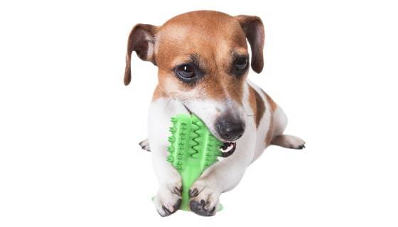 Cactus Dog Toothbrush Cactus Dog Toothbrush