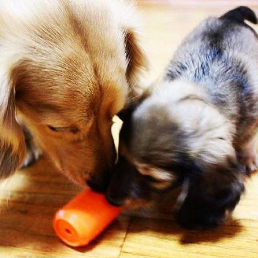 <h1>Can Toy & Treat Dispenser Pets</h1> Can Toy & Treat Dispenser Pets