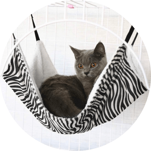 Cat Hammock Cat Hammock