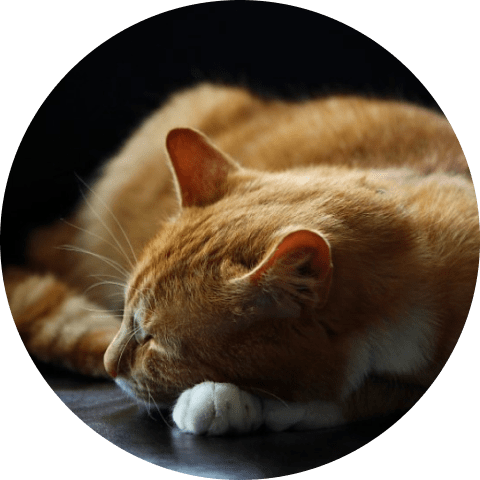 Cat Window Bed Cat Window Bed
