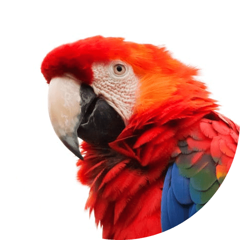 Chewing Toy For Parrots Chewing Toy For Parrots