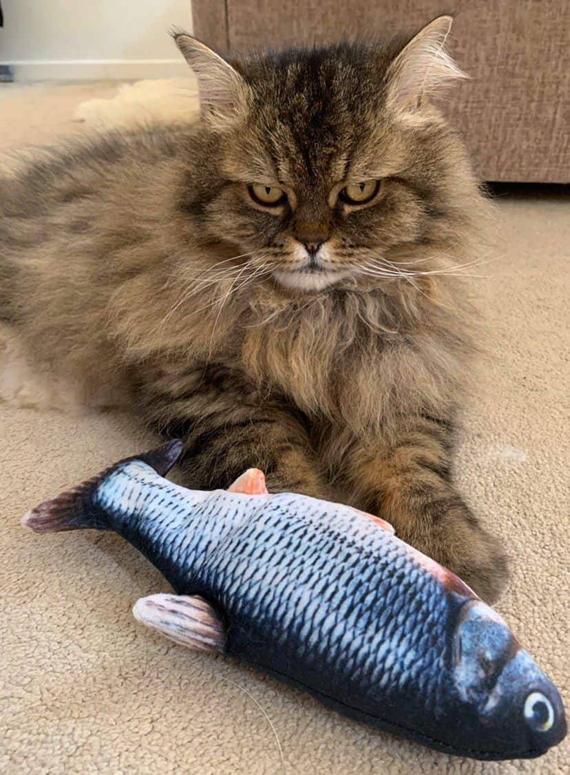 <h1>Dancing Fish Catnip Kicker Toy Pets Type : Type 1|Type 2|Type 3</h1> Dancing Fish Catnip Kicker Toy Pets Type : Type 1|Type 2|Type 3