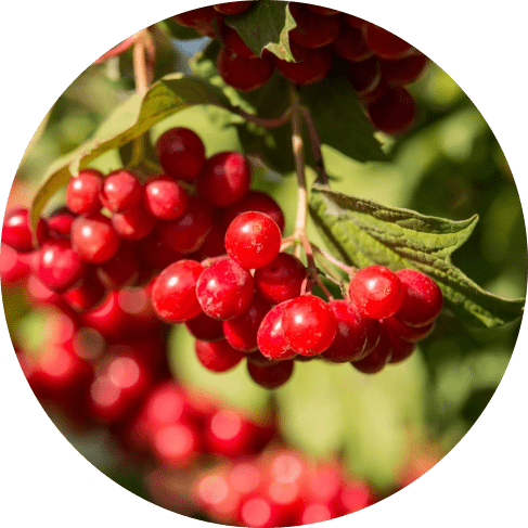 Dog Cranberry Detangler & Dematting Spray