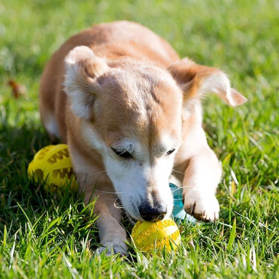 Dog Toy Feeder Ball Large (2.8 inch) Dog Toy Feeder Ball Large (2.8 inch)
