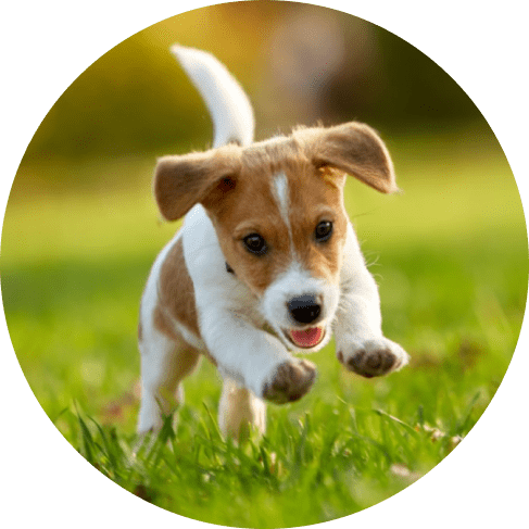 Eco-Friendly Rustic Jute Bone Chew Toy