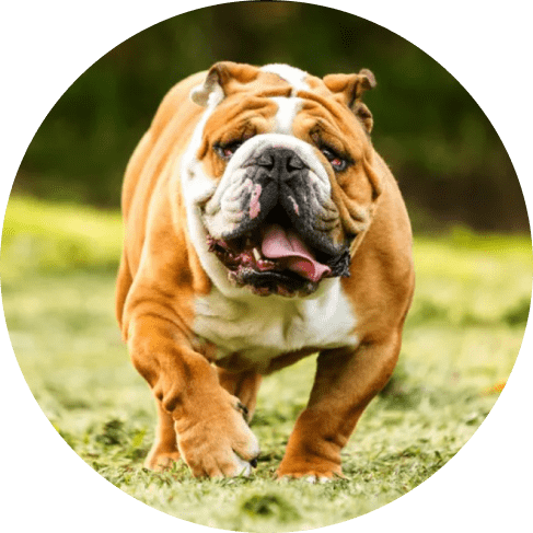 Galactic Shimmer Nylon Ribbon Collar