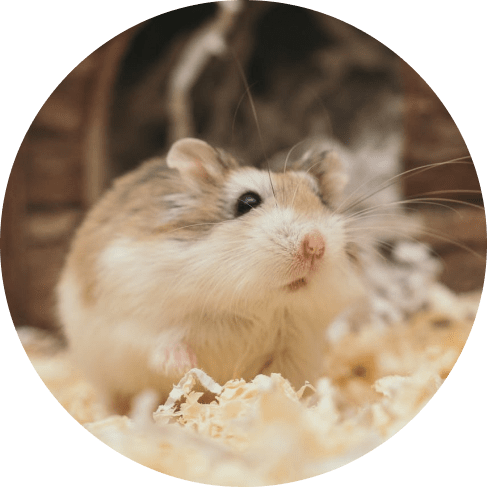 Hamster Toy Hamster Toy