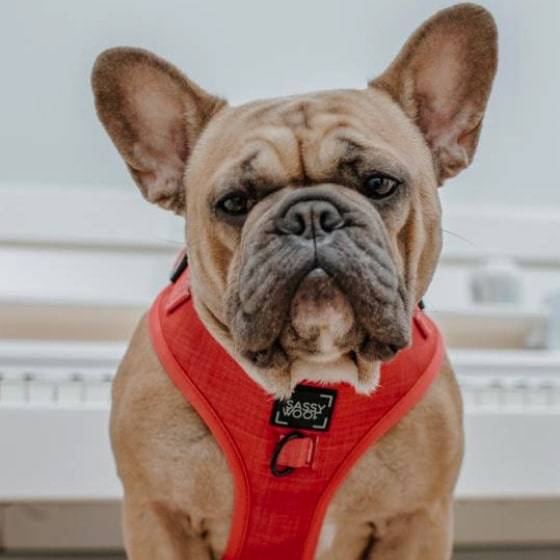 'Merlot' Adjustable Dog Harness 'Merlot' Adjustable Dog Harness