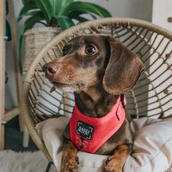 'Merlot' Adjustable Dog Harness 'Merlot' Adjustable Dog Harness