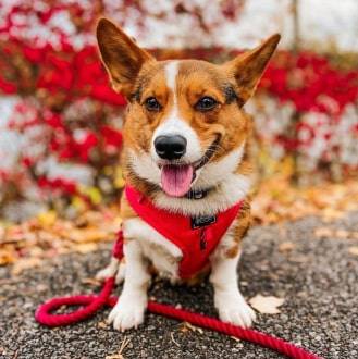 'Merlot' Adjustable Dog Harness 'Merlot' Adjustable Dog Harness