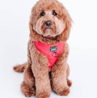 'Merlot' Adjustable Dog Harness 'Merlot' Adjustable Dog Harness