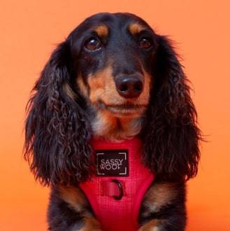 'Merlot' Adjustable Dog Harness 'Merlot' Adjustable Dog Harness