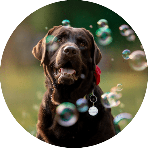 Mountain Fresh Pet Stain & Odor Remover